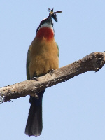Whitefronted Bee-eater Whitefronted Bee-eater